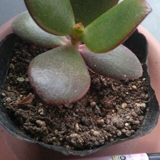 Crassula ovata クラッスラ 花月 金のなる木の挿し...