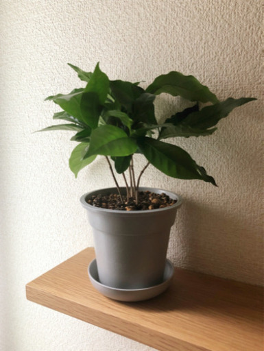 観葉植物　コーヒーの木②　24cm　ライトグレーカラーの3.5号鉢と受け皿付き