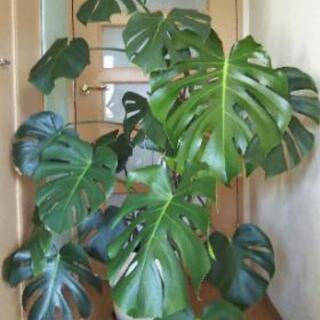 大きなモンステラ