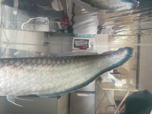 ブルーブラックアロワナ 約67cm