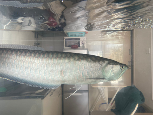 ブルーブラックアロワナ 約67cm