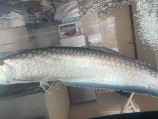 ブルーブラックアロワナ 約67cm