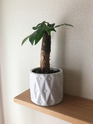 観葉植物　パキラ②　24cm　3.5号のおしゃれな陶器の鉢付き
