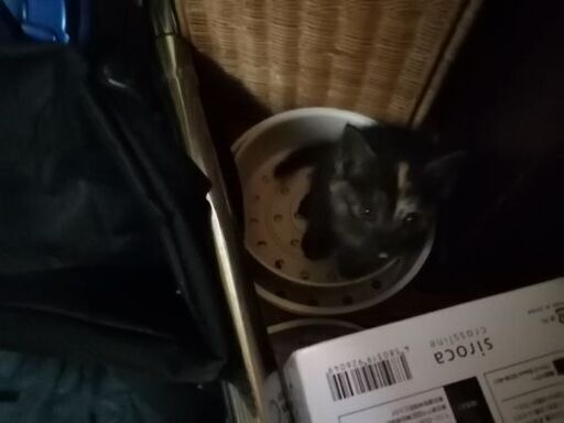 可愛い 猫猫ぬこぬこ 子猫の里親募集 Rsb 久米田の猫の里親募集 ジモティー 可愛い 猫猫ぬこぬこ 子猫の里親募集 Rsb 久米田の猫の里親募集 ジモティー