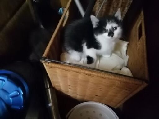 可愛い 猫猫ぬこぬこ 子猫の里親募集 Rsb 久米田の猫の里親募集 ジモティー 可愛い 猫猫ぬこぬこ 子猫の里親募集 Rsb 久米田の猫の里親募集 ジモティー