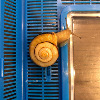 中古カタツムリが無料 格安で買える ジモティー