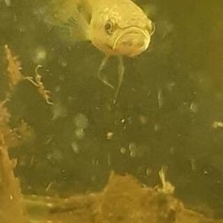 ワイルドベタ マクロストマ サラワクローズレッドF1メス