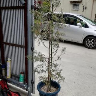 中古ブルーアイスが無料 格安で買える ジモティー