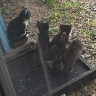 野良猫の保護について