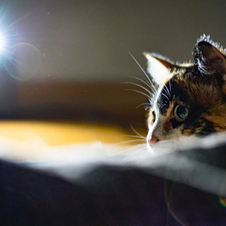 【猫写真】米子市発の猫写真グループ作りませんか？