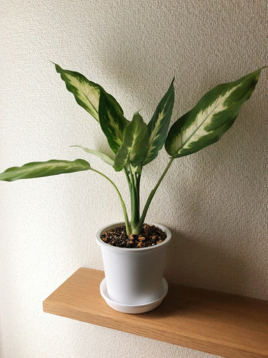 観葉植物　ディフェンバキア・カミーラ　40cm　ホワイトカラーの3.5号の鉢と受け皿付き