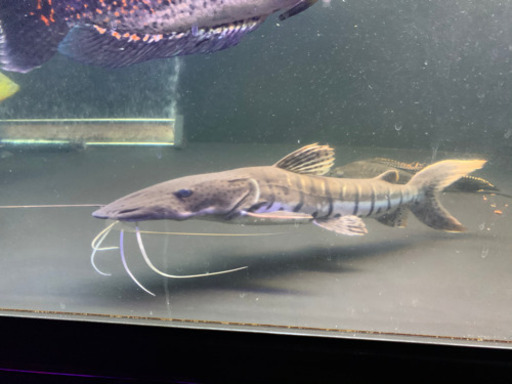 タイガーシャベルノーズキャット