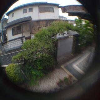 その他 門掛け松 黒松 つげ ぼけ セット 根回し 搬送はおねがいします