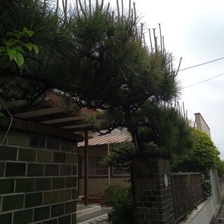 門掛け松 黒松 つげ ぼけ セット 根回し 搬送はおねがいします 【公式 