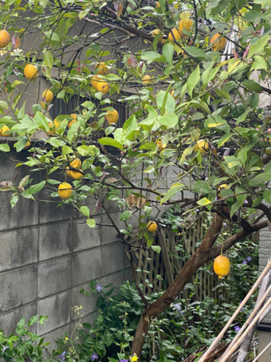 庭の大きなレモンの木