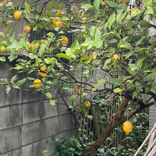 庭の大きなレモンの木🍋