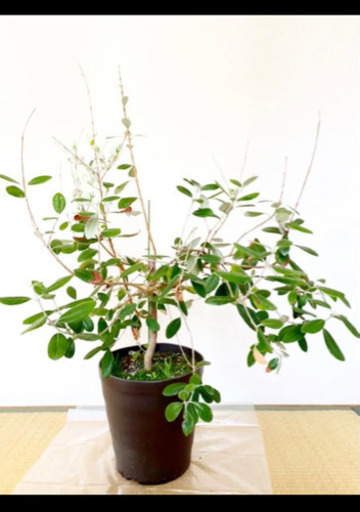 フェイジョア　大苗　高さ約110cm