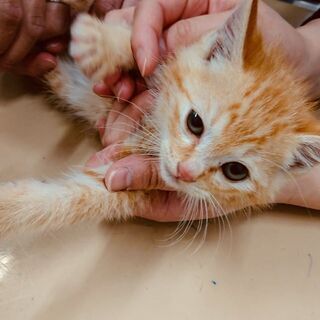 ※一時停止※【募集】のんびり可愛い生後１ヶ月の茶トラの子猫