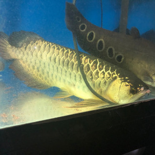 アロワナペア アロワナペア