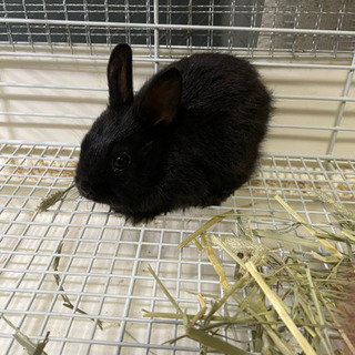 うさぎ 助け合い ジモティー