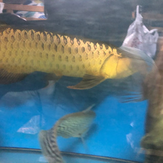 アロワナペア