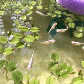 めだかの水草 さんしょうも ウィローモス 饅頭太郎 国府台のその他の中古あげます 譲ります ジモティーで不用品の処分