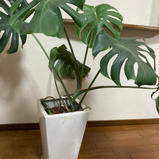 【ネット決済】観葉植物