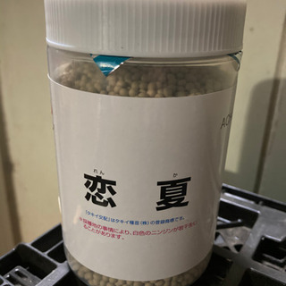 【ネット決済】人参の種　「恋夏(れんか)」 10000粒　ペレット種子