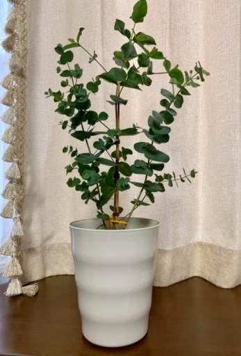 ユーカリ　グニー　観葉植物