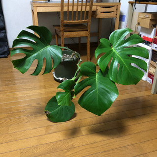 モンステラ　観葉植物