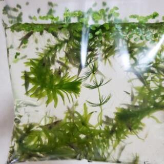 愛知県の中古ミナミヌマエビが無料 格安で買える ジモティー