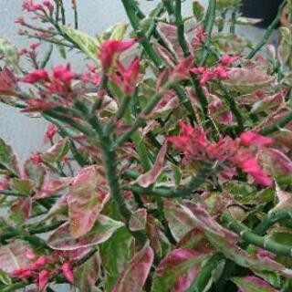 💮綺麗な 大銀竜