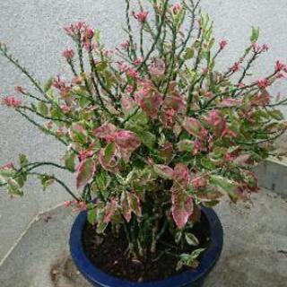 💮綺麗な 大銀竜