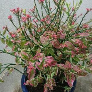 💮綺麗な 大銀竜