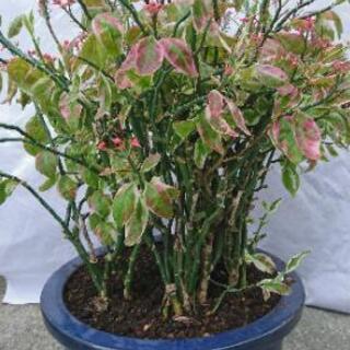 💮綺麗な 大銀竜