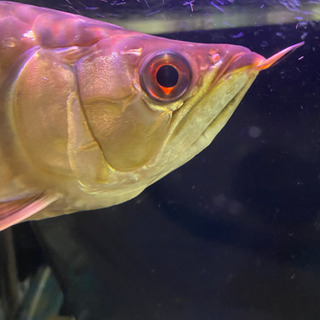 アロワナ 過背 スモールファーム