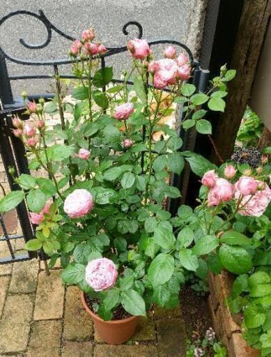 バラ苗 みやこ 開花株