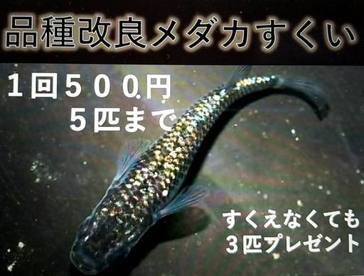 平尾台 自然の郷にて品種改良メダカすくいを行います Torico 徳力嵐山口のフリーマーケットのイベント参加者募集 無料掲載の掲示板 ジモティー