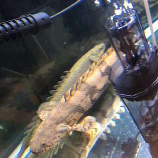 兵庫県 姫路市の中古熱帯魚が無料 格安で買える ジモティー