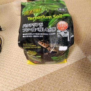 クレステッドゲッコー（ヤモリ）飼育キット一式