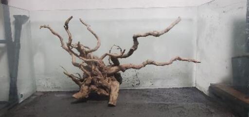 大型流木 75cm