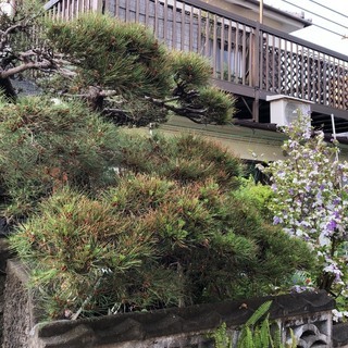 庭の植木、花、野菜を掘り起こして取りに来てくださる方へ　無料