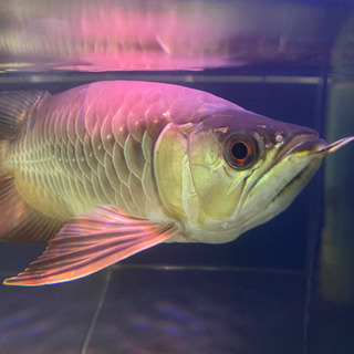 アロワナ 過背 スモールファーム