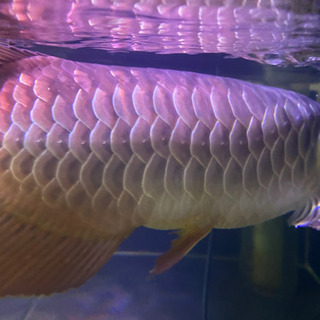 アロワナ 過背 スモールファーム