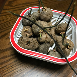 中古種芋が無料 格安で買える ジモティー