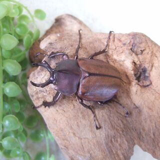 ◆マルガリータヒナカブト　幼虫7頭セット