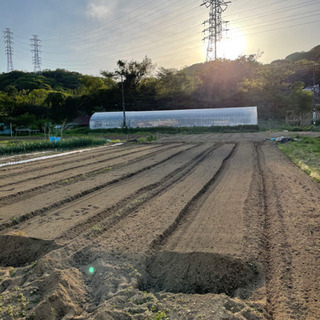 平塚で低農薬農業（畑）をやりませんか？