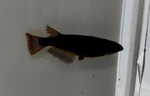 カイジ めだか 稚魚 幼魚 10匹 ふちゃ 南茨木のその他の中古あげます 譲ります ジモティーで不用品の処分