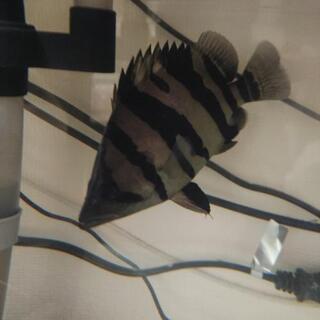 水槽台付き、魚🐟️セット。お値引き可能