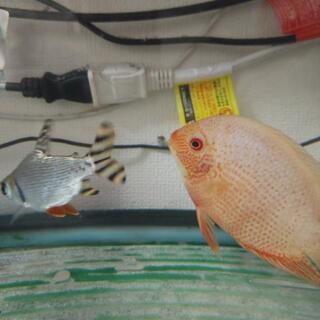 水槽台付き、魚🐟️セット。お値引き可能